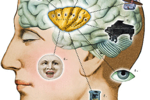 brain brain